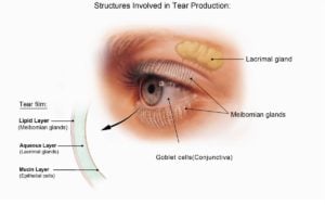 eye diagram of lacrimal gland meiobmian gland and layers of tear film 1